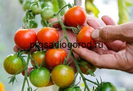 Засаждане домати в технологията на парникови и правилната дистанция между посадъчен материал, снимки и видеоклипове