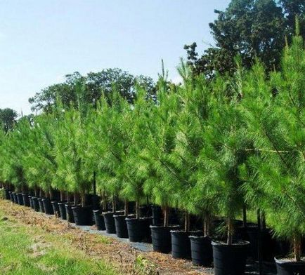 Засаждане на иглолистни дървета препоръки през пролетта