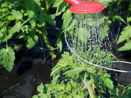 Поетапно тоалетки домати дава сила само за растенията и почвата, които се нуждаят
