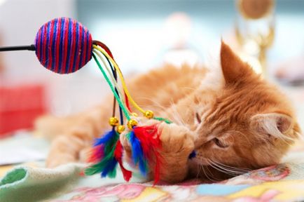 Вижте 15 играчки за котки, който може да се направи със собствените си ръце!