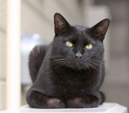 Вярно ли е, че ако черна котка изтича другата страна на пътя е в лошо