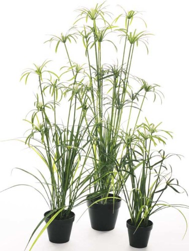 Правила за грижите и отглеждането на стайни растения tsiperus у дома (снимки)