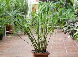 Правила за грижите и отглеждането на стайни растения tsiperus у дома (снимки)