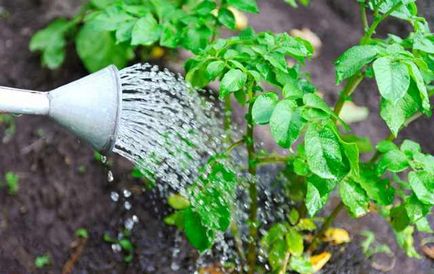 Правилно поливане на градински растения