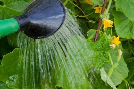 Правилно поливане на градински растения
