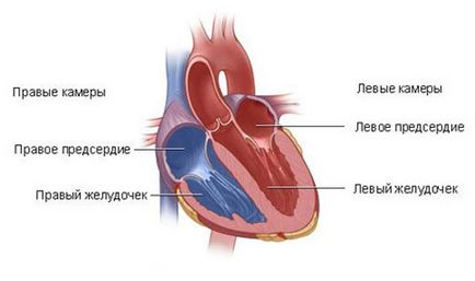Деснокамерна сърдечна недостатъчност - причини, симптоми, признаци, лечение, оказване на първа помощ