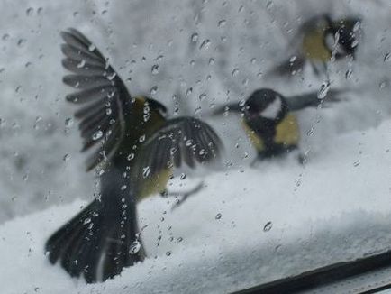 Omen птица се блъсна в прозореца