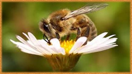 Признаци и вярвания за пчели и оси