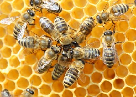 Признаци на пчелите