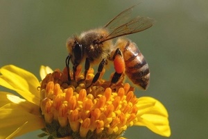 Признаци за пчели