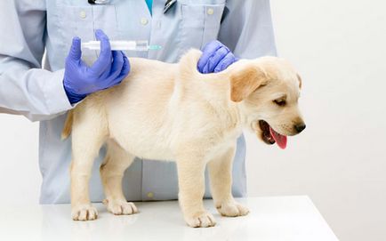 ваксинации кученца