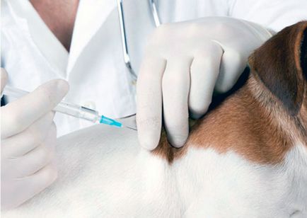ваксинации кученца