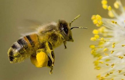 пчелни продукти в човешкия живот