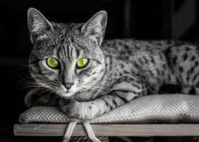 Произход и описание на египетска мау котка