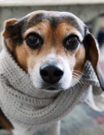 Общите симптоми на настинка при кучета и как да се отнасяме като у дома си