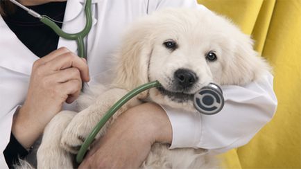 Общите симптоми на настинка при кучета и как да се отнасяме като у дома си