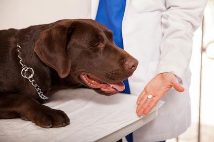 Противоглистно, антихелминтни лекарства за кучета по-добре, хапчета, лекарства, как да се получи