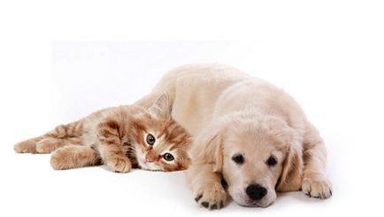Настаняване котки и кучета в една и съща къща