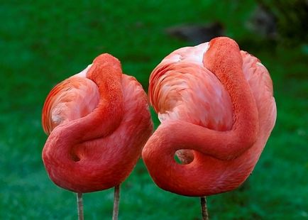 фламинго птици