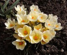 Crocus растение - снимки и цветни видове, грижи, размножаване, отглеждане