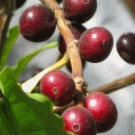Crocus растение - снимки и цветни видове, грижи, размножаване, отглеждане