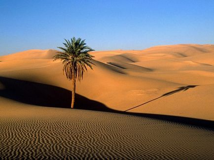 Растения десерти и полупустини който растения живеят в пустинята