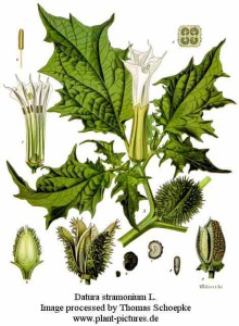 Растение от семейство беладона - характеристики, функции и снимки на семейството на грозде