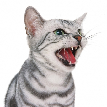 Ние разбираме защо коте meows и дали то не е опасно (meows) Ние разбираме защо котето meows и не е опасно, ако е