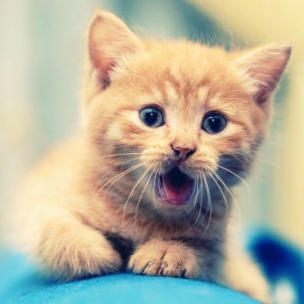 Ние разбираме защо коте meows и дали то не е опасно (защо) Ние разбираме защо котето meows и не е опасно, ако е