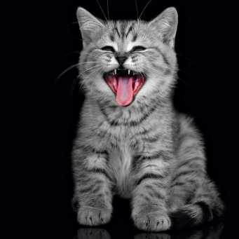 Ние разбираме защо коте meows и дали то е опасно (опасно) Ние разбираме защо котето meows и не е опасно, ако е