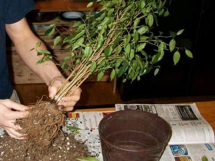 Размножава Ficus сами ефективни методи