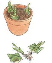 Размножаване на растенията - вътрешни цветя и декоративни растения - снимка, име и описание