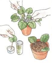Размножаване на растенията - вътрешни цветя и декоративни растения - снимка, име и описание