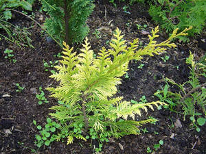 Възпроизвеждането Arborvitae резници и семена (видео ръководство) (репродукция западната Arborvitae резници под формата на семена) Възпроизвеждането Arborvitae резници и семена (видео ръководство)