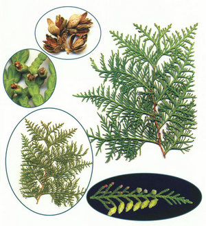 Възпроизвеждането Arborvitae резници и семена (видео ръководство) (изрезки) Възпроизвеждането Arborvitae резници и семена (видео ръководство)