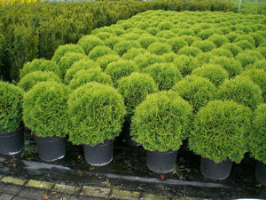 Възпроизвеждането Arborvitae резници и семена (видео ръководство) (семена) Възпроизвеждането Arborvitae резници и семена (видео ръководство)