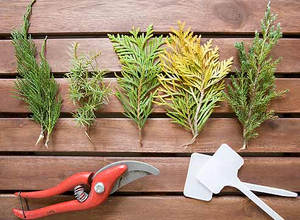 Възпроизвеждането Arborvitae резници и семена (видео ръководство) (изрезки) Възпроизвеждането Arborvitae резници и семена (видео ръководство)
