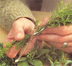Възпроизвеждането Arborvitae резници и семена (видео ръководство) (репродукция западната Arborvitae резници под формата на семена) Възпроизвеждането Arborvitae резници и семена (видео ръководство)