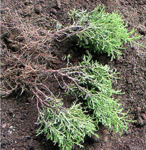 Възпроизвеждането Arborvitae резници и семена (видео ръководство) (изрезки) Възпроизвеждането Arborvitae резници и семена (видео ръководство)
