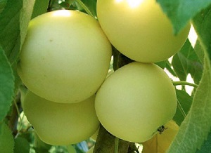 Различни въпроси за отглеждане колонен ябълка, оплождане, болести, как да засадят