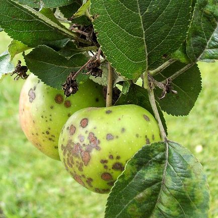 Различни въпроси за отглеждане колонен ябълка, оплождане, болести, как да засадят