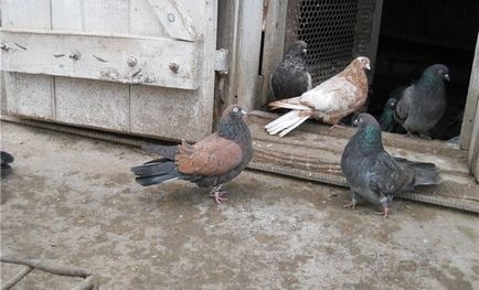 Селекция и поддръжка на гълъби в дома за начинаещи