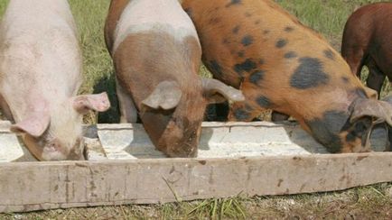 Селекция и поддръжка на свине у дома