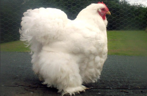 Размножаване на пилета в правилата за дома и схеми