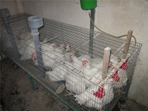 Размножаване на пилета в правилата за дома и схеми
