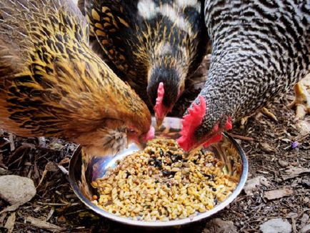 Препоръки как да се готви каша на кокошки носачки и пилета