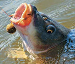 Гума за риболов на шаран на sabrefish на платика, как да се направи дъвка със собствените си ръце