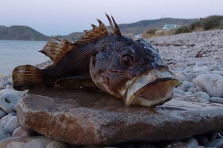 Риболов в Черно море от брега, как да и какво да улови в Черно море