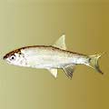 Риба IDE - външен вид, мицел, риболов, стръв и риболовни методи