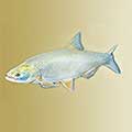 Риба IDE - външен вид, мицел, риболов, стръв и риболовни методи